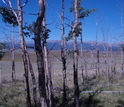dead aspen trees near Fairplay, Colorado